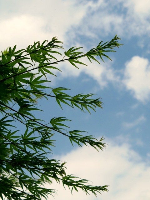 KYOTO  Ⅱの記事画像