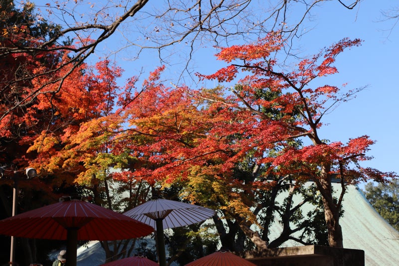 川越 喜多院 中院の紅葉 ひで爺のブログ