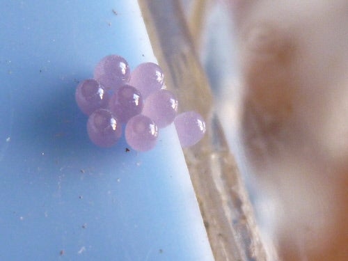 続：紫色の宝石のような… | 虫愛ずる♀のブログ