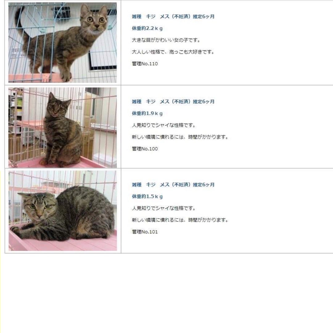 愛知県動物保護管理センターの保護猫ちゃん達 えんねこ日記
