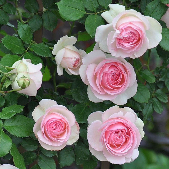 12月3日の誕生花は バラ 薔薇 本当のあなたと出会って 理想の世界を叶える 数秘勉強中 愛沢 みきのブログ 北海道 全国
