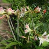 アマリリスの画像