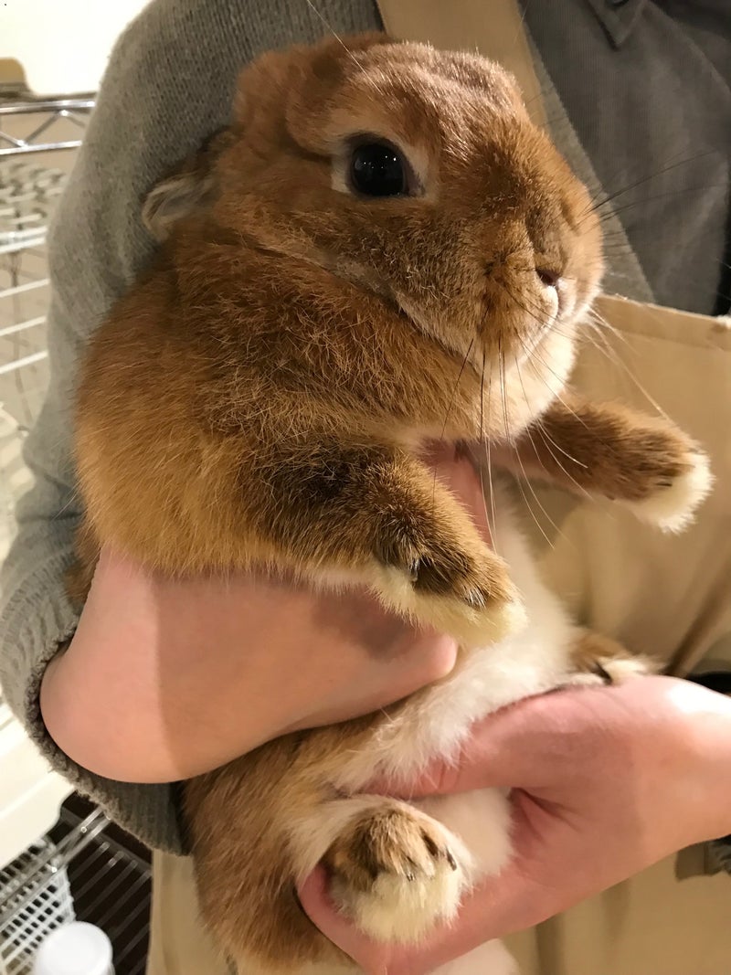 ウサギの抱っこできていますか 札幌のうさぎ専門店 Mon Lapin のブログ