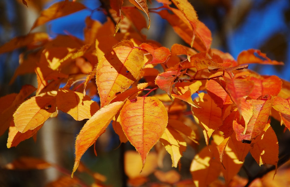 紅と橙に染まるウワミズザクラ! 狭山丘陵の紅葉 | nikonommk2の 紅と橙に染まるウワミズザクラ! 狭山丘陵の紅葉 | nikonommk2の
