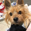 もんちゃんの画像