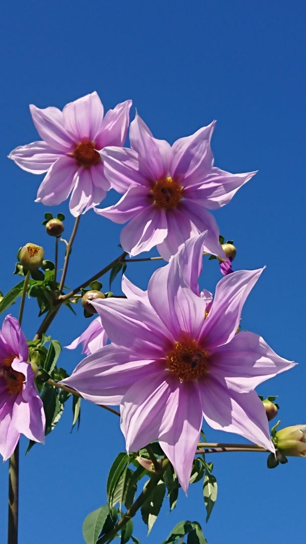 皇帝ダリア 季節の花と花言葉 Kensan 0427さんのﾌﾞﾛｸﾞ