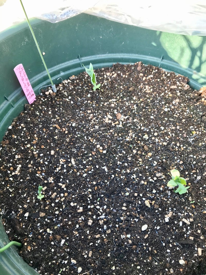 ツタンカーメンのエンドウ豆栽培 風の子のブログ