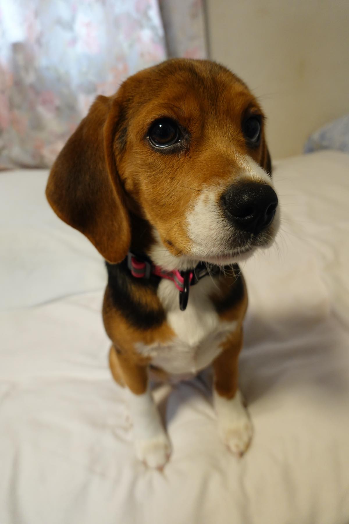 コロン ここ最近の出来事 犬描き びよよんの I Love 尾も白 Beagles