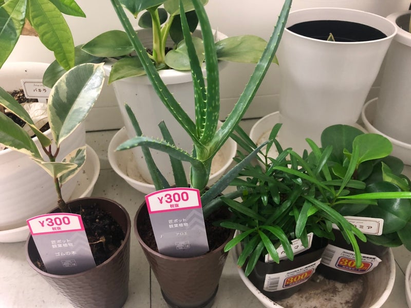ダイソー300円植物の植え替え オフィス キャンパス化計画