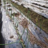 泉州タマネギ、エコ栽培を体験しようの画像