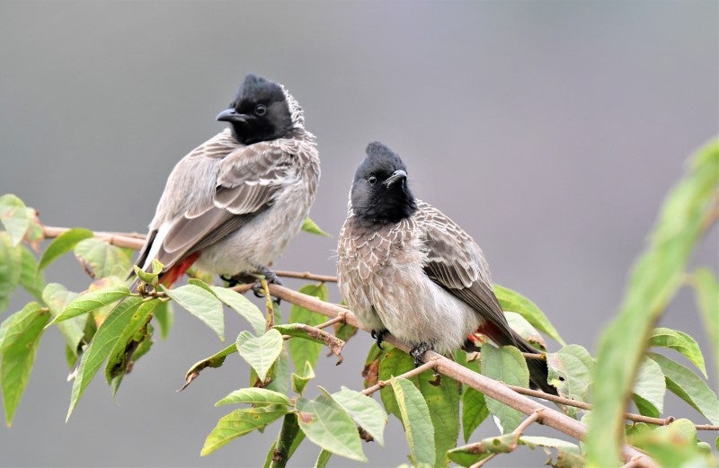 Bulbuls ヒヨドリ科 Journey With The Birds