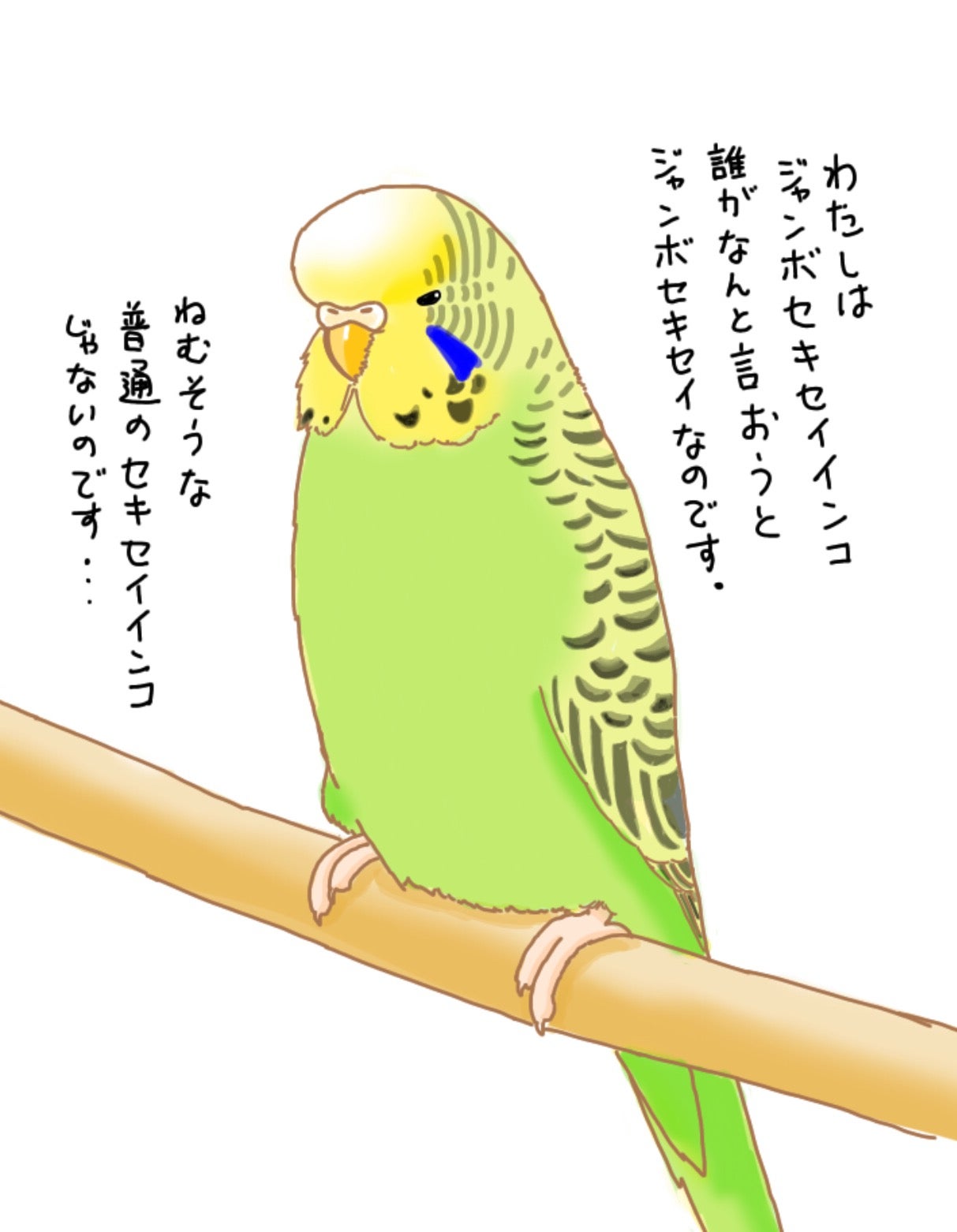 インコさんイラスト練習31 ふわふわ