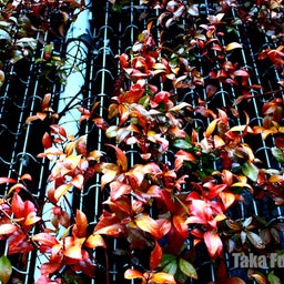 画像 Asakusa Photos ～浅草、古都の断片～ の記事より 3つ目