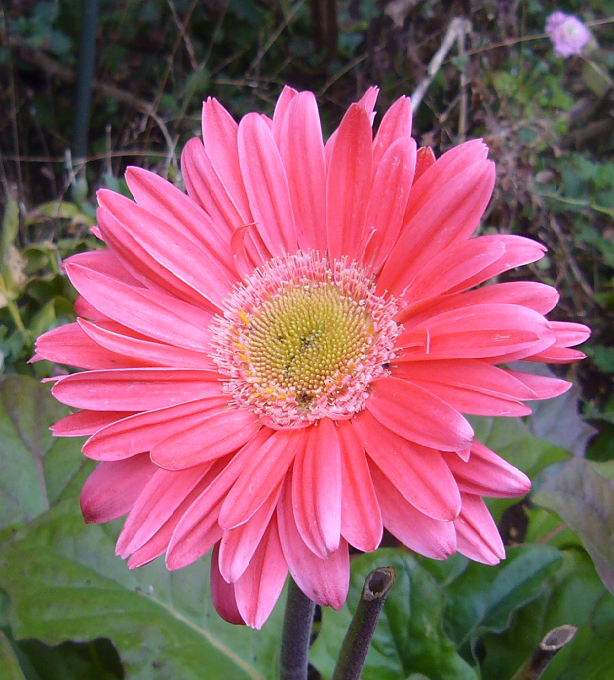 ガーベラ ちょうさんの花のブログ