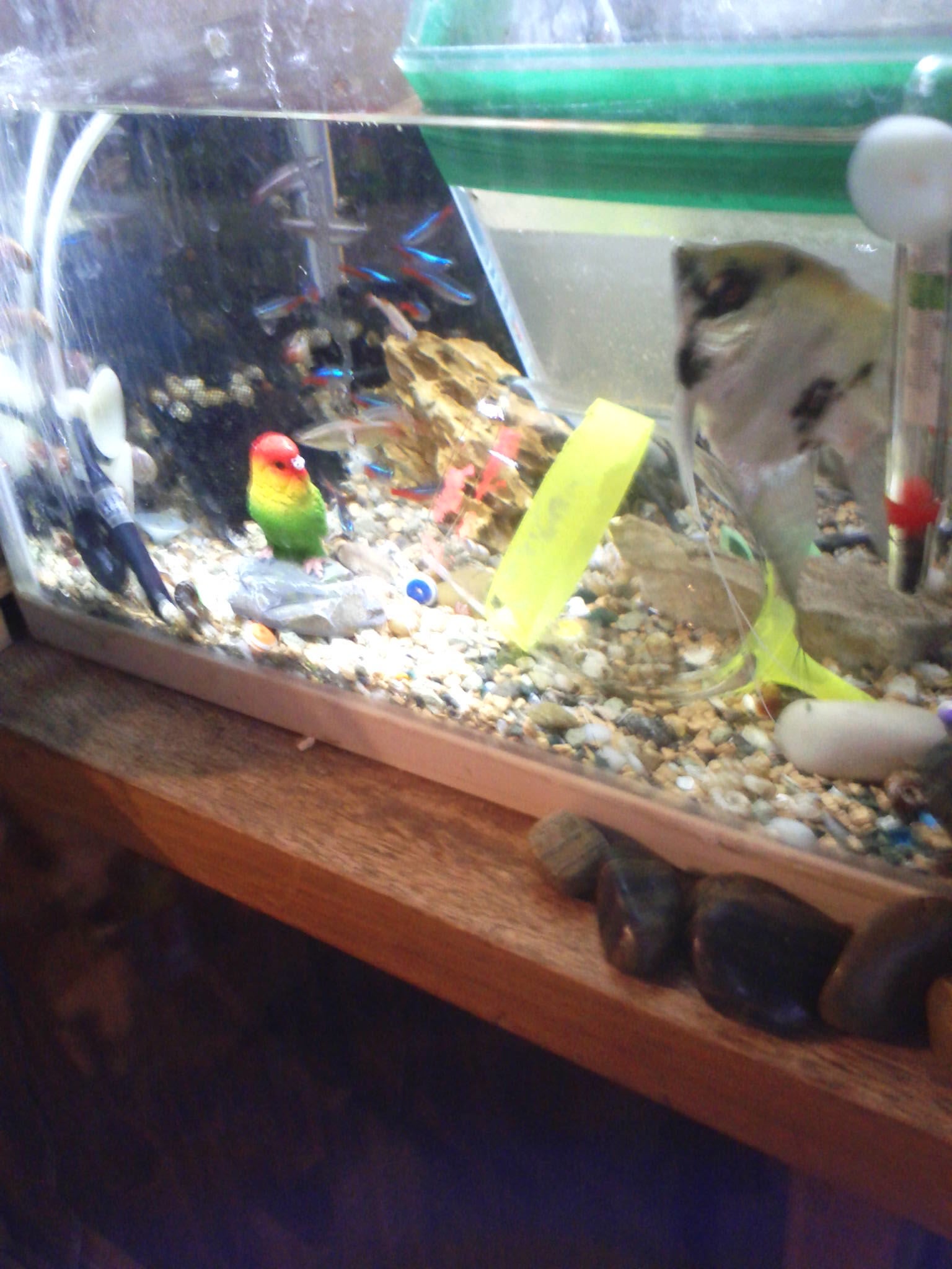 熱帯魚飼育のプロ達に逆らって やっぱり失敗した 追記版 未来との絆 熱帯魚飼育のプロ達に逆らって やっぱり失敗した 追記版 未来との絆
