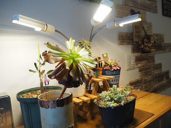 植物育成LEDライトを買ってみました | Olive&SucculentGarden