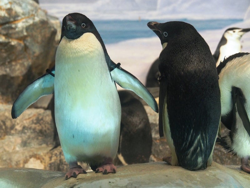 ペンギン名古屋港水族館2019-8