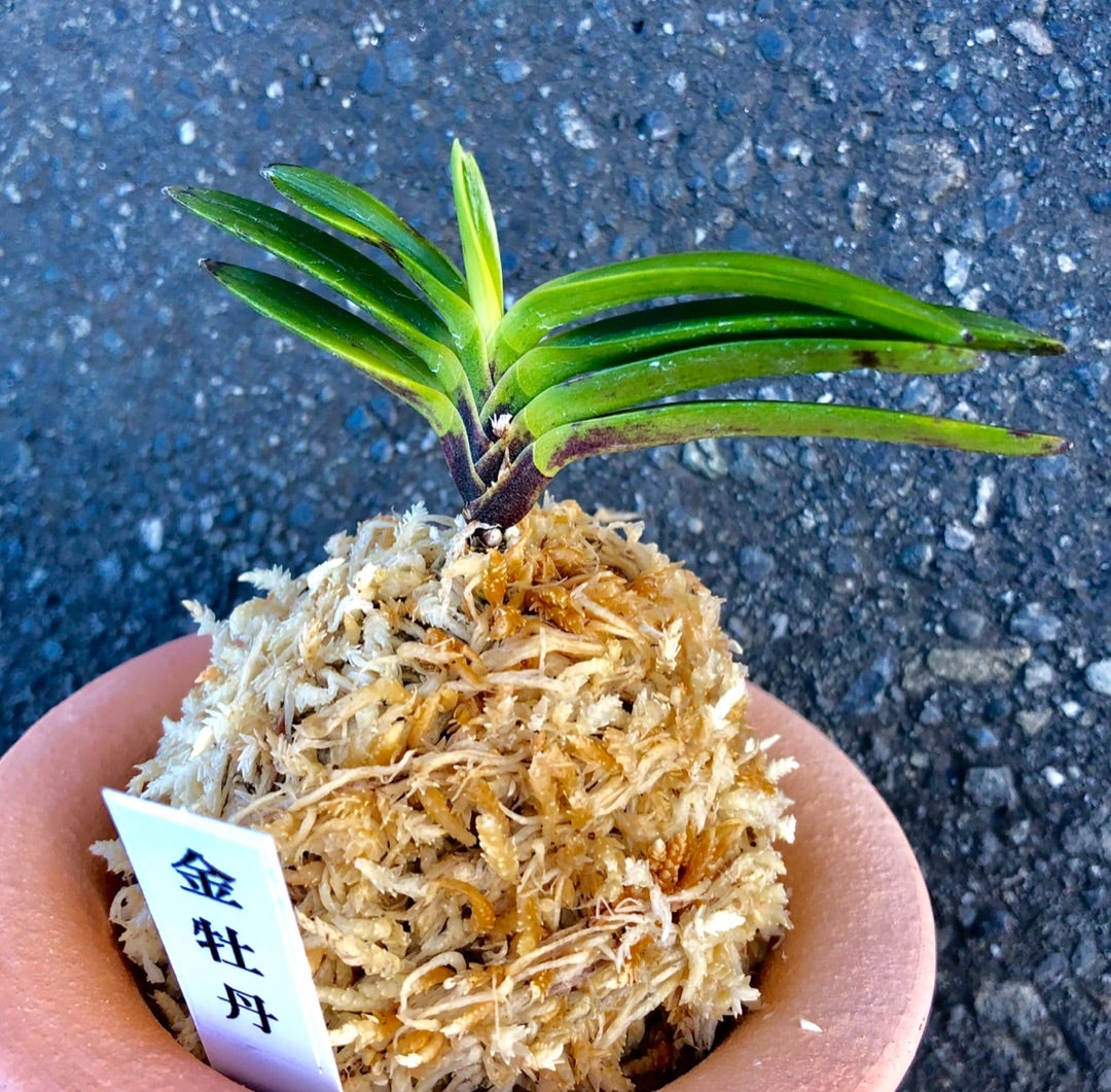 金牡丹】 | 富貴蘭を楽しんでブログ 金牡丹】 | 富貴蘭を楽しんでブログ