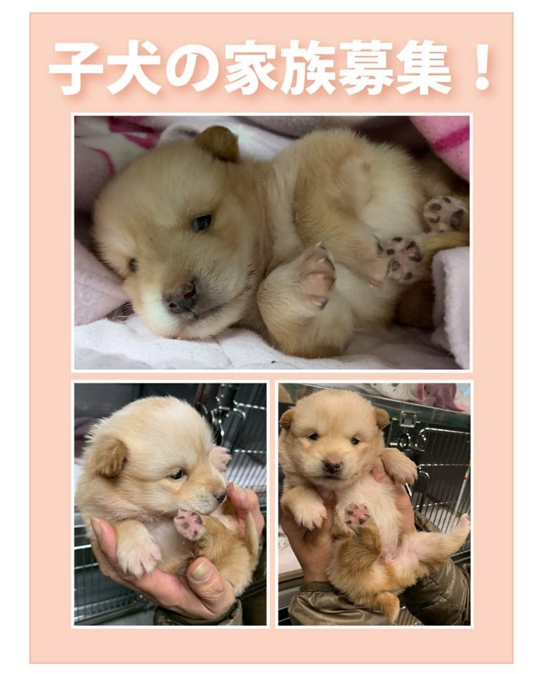 便利 絡み合い 頭蓋骨 子犬 保健所 Pkplacko Net 便利 絡み合い 頭蓋骨 子犬 保健所 Pkplacko Net