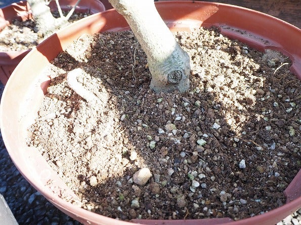 オリーブに今の時期に必要な有機石灰と肥料 Olivegardening With Succulent