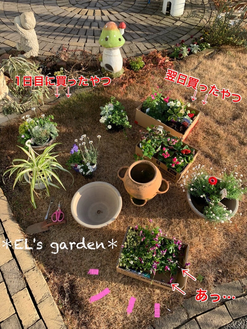 芝生に穴を空けて素焼き鉢ごと花を植え付ける 冬庭に彩り寄せ植え El S Garden 犬天使の棲む庭