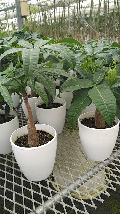 パキラの種 | 「観葉植物生産者」のブログ