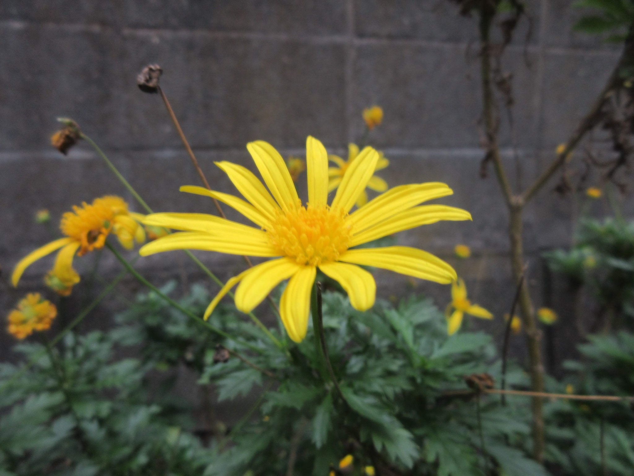 街のどこかに似た花がひとつふたつ あっこのブログ 韓ドラ大好き
