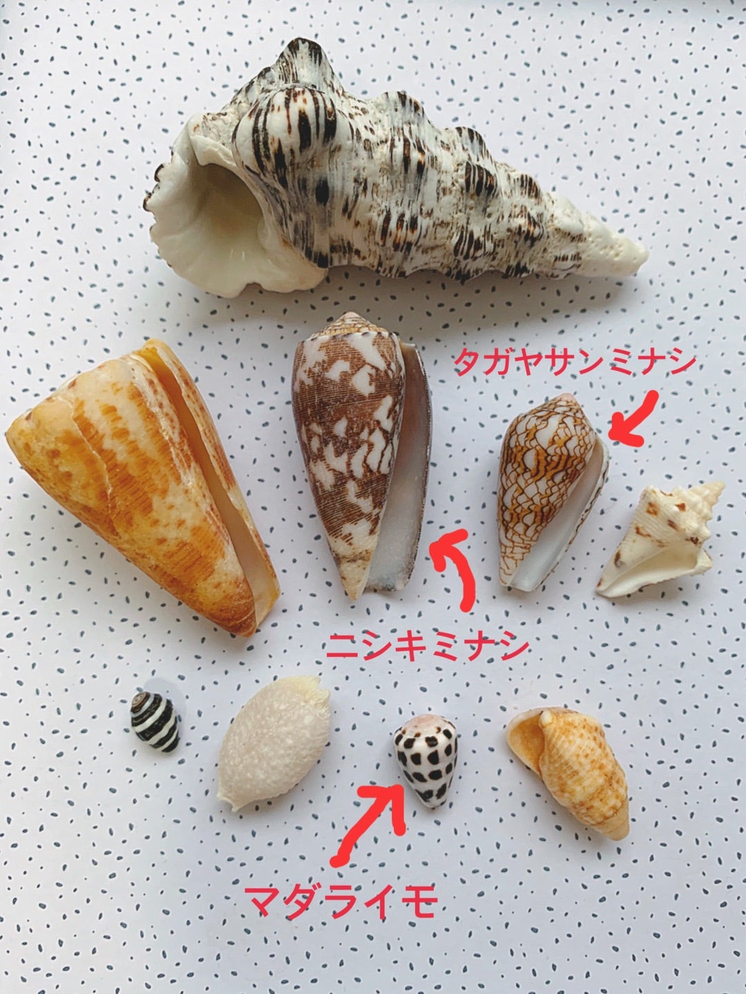 沖縄でよく拾えた貝殻 ビーチコーミング記録