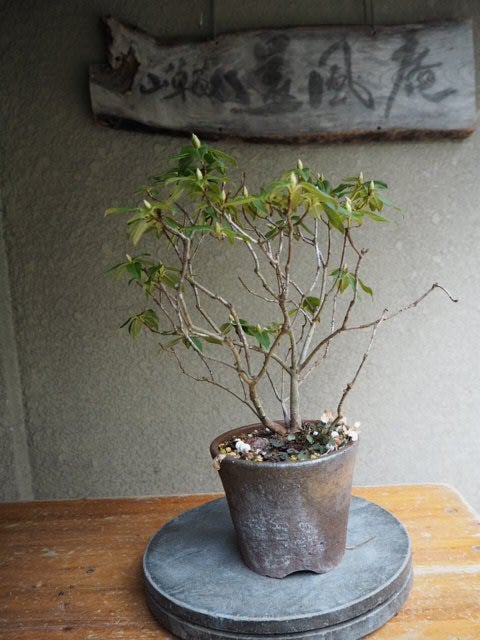 屋久島ハイヒカゲツツジ 春に向かって | 山野草・還風庵JUNのブログ 屋久島ハイヒカゲツツジ 春に向かって | 山野草・還風庵JUNのブログ