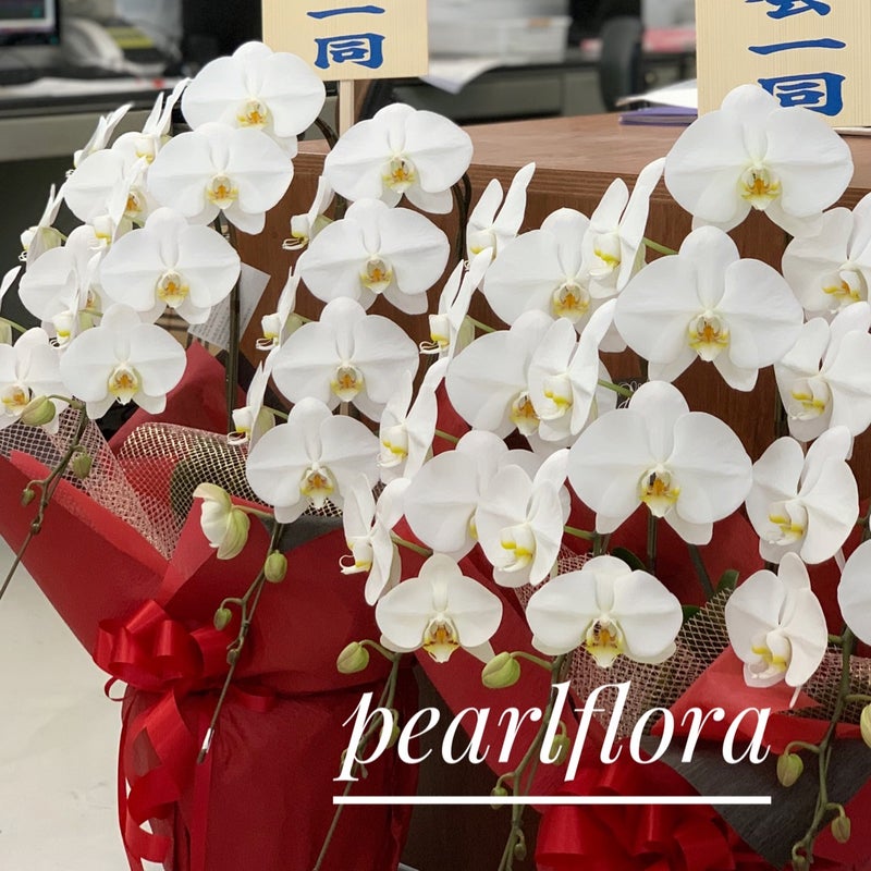 新社屋の完成のお祝いに胡蝶蘭をお届けしました パールフローラ 松山市花屋 花 プリザーブドフラワーならパールフローラ 愛媛県松山市の大人かわいいお花屋さん