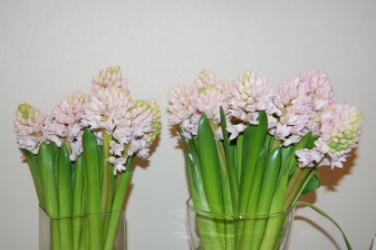 1月26日の誕生花は 白いヒアシンス オリジナルなプレゼントがつくれる山本彩代のフラワーアレンジメント教室
