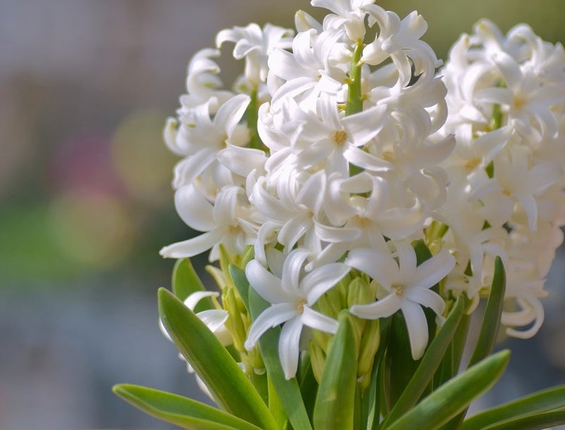 1月26日の誕生花は、白いヒアシンス | オリジナルなプレゼントが ...