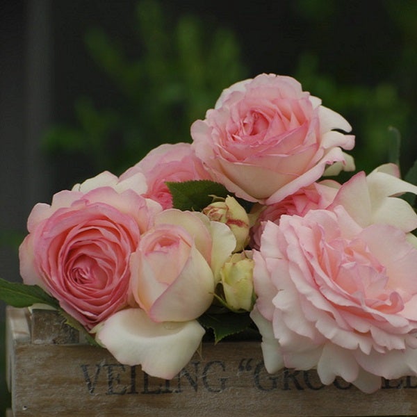 今週の売れ筋バラ 01 27 天空のバラ園 Celestial Roses