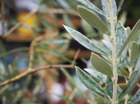 たっぷり水分補給の冬のオリーブ Olive Succulentgarden