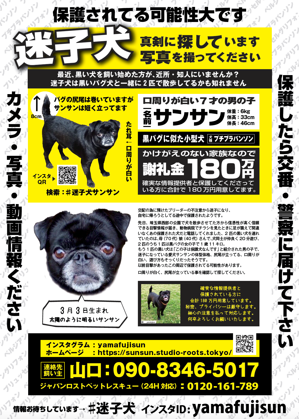 【号外】迷子犬サンサンを探しています ぼくぱぐ工房