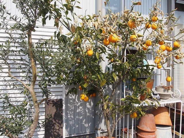 自家製ブラッドオレンジを収穫しました | OliveSucculentGarden