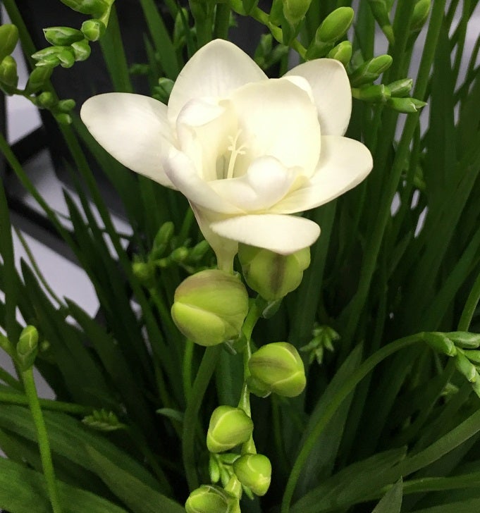 ２月２日 誕生花 白いフリージア オリジナルなプレゼントがつくれる山本彩代のフラワーアレンジメント教室