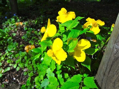 黄色い花が目立つなあ春は どうして まっ黄っ黄のヤマブキソウなど 多摩散歩人のブログ