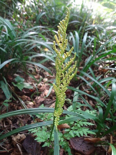 進化の途中 シダ植物なのに花みたいフユノハナワラビ 野川公園 多摩散歩人のブログ