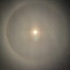 ツキノワ(月の輪)♾太陽の花の画像