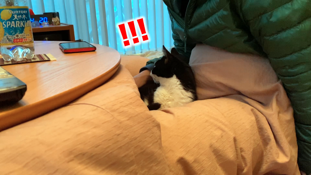 うちの猫が 動物と喋れるハイジさんのテレビに釘付け 志村動物園スペシャル Musubiyori