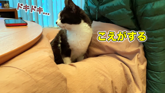 うちの猫が 動物と喋れるハイジさんのテレビに釘付け 志村動物園スペシャル Musubiyori