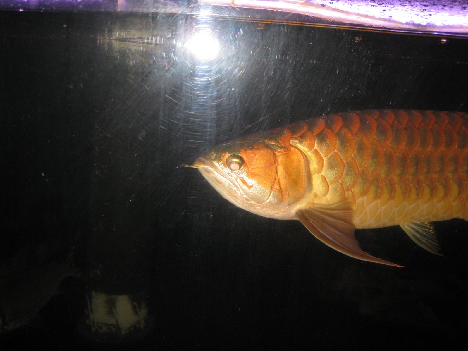 プロフィール紹介 Sakuの熱帯魚飼育ブログ