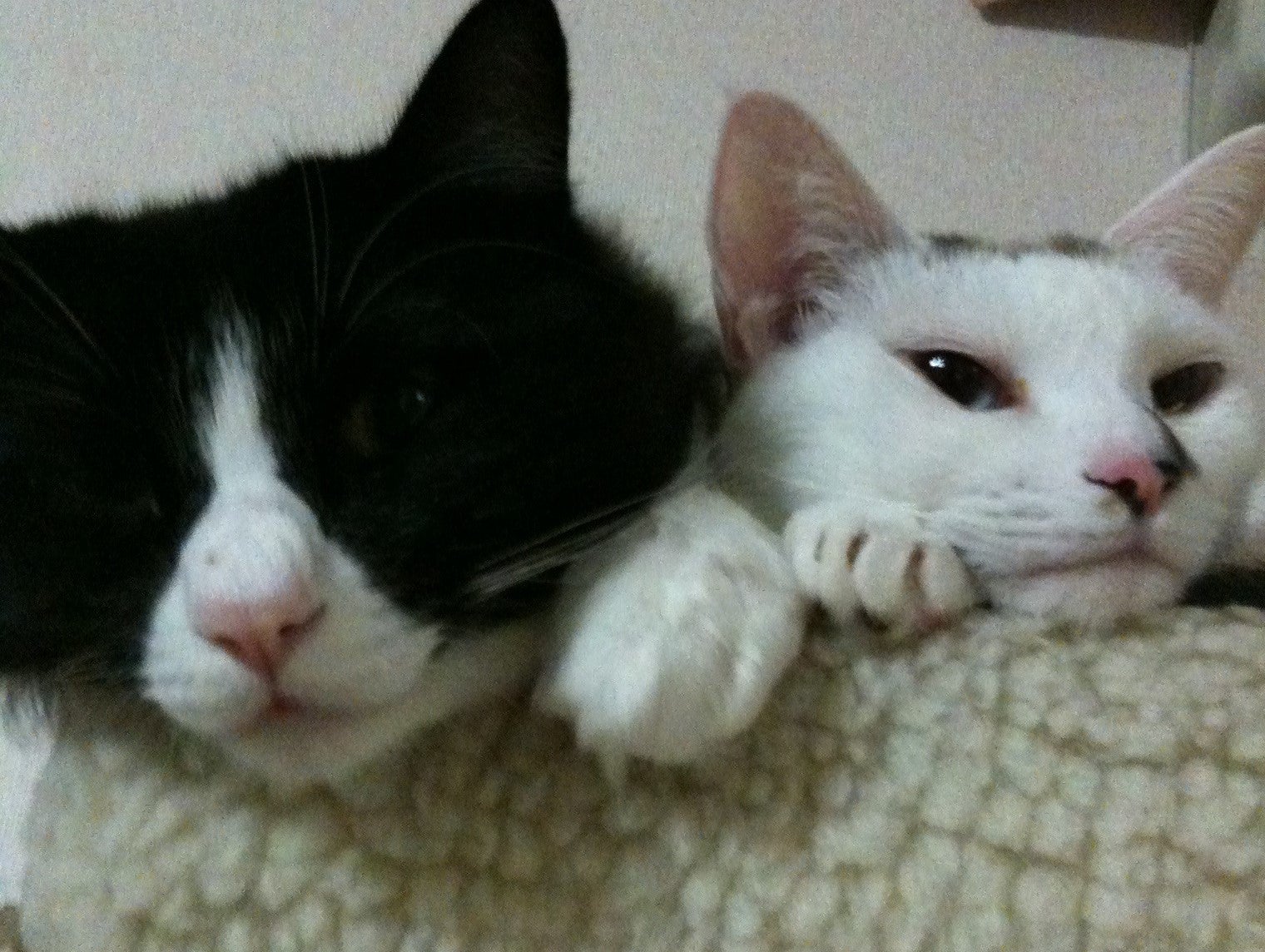 猫の多頭飼いで苦労したのはしつけ!一人暮らしの男性が2匹を飼う