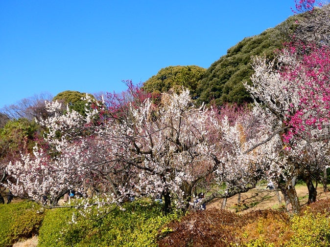 梅と寒桜 2 11 小石川植物園にて Suirenのブログ お気に入り根津ｌｉｆｅ