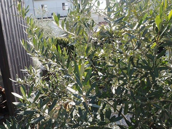 オリーブのメジャー品種シプレッシーノ | Olive&SucculentGarden
