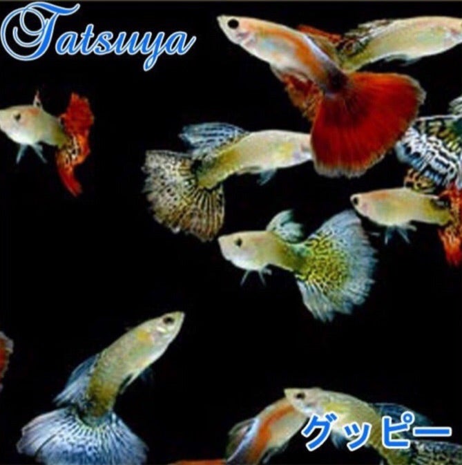 グッピー 竜屋blog 海水魚 熱帯魚の専門オンラインショップ