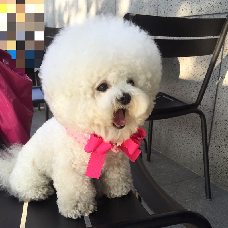 シロ わたあめ クレヨンしんちゃんのシロの特技を完璧にマスターした犬あらわる zoolove 2020のブログ