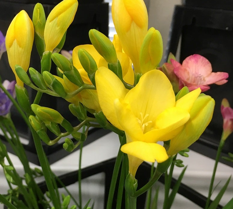 誕生花 ２月１４日 フリージアの花言葉 オリジナルなプレゼントがつくれる山本彩代のフラワーアレンジメント教室