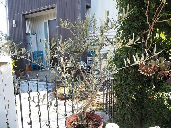 鉢植えのオリーブ剪定マニュアル Olivegardening With Succulent